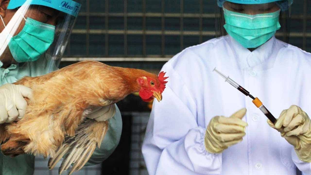 “الوضع مثير للقلق”.. منظمة الصحة تحذر من خطر تفشي فيروس إنفلونزا الطيور