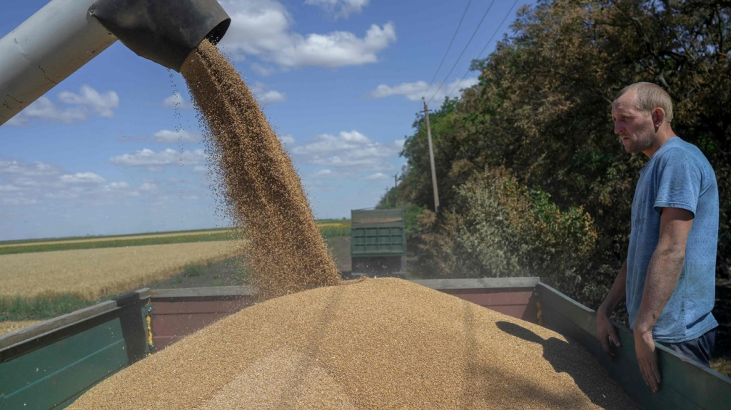 انخفاض مرتقب لأسعار القمح بعد تمديد اتفاقية الحبوب