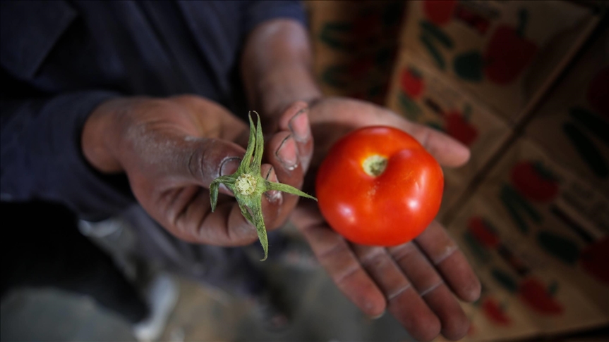 المغرب يعود لقرار حظر تصدير الطماطم لإفريقيا ويخفّض حصة أوروبا لـ700 طن