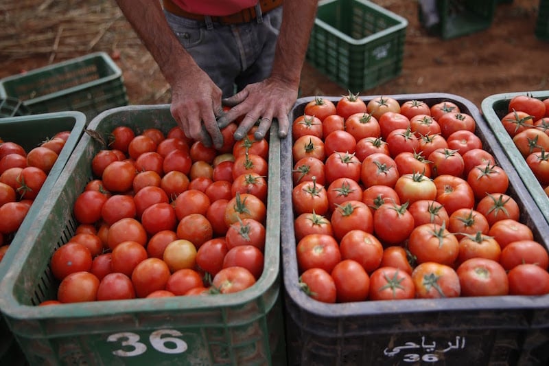 درهم ونصف لكيلوغرام من الطماطم بأسواق الجملة بإنزكان.. مصدرو الخضر لإفريقيا يطالبون بالتراجع عن الحظر