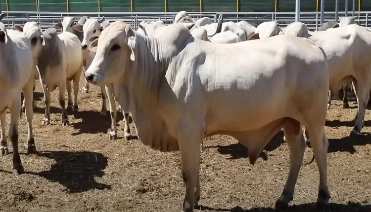إسبانيا الأكثر تصديرا.. استيراد الأبقار بالمغرب يتجاوز 17 ألفا ومهنيون متفائلون من استقرار أسعار اللحوم