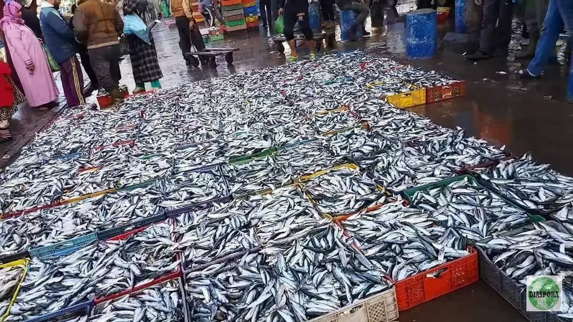 مراقبة دقيقة للجودة والأسعار بسوق السمك بميناء آسفي