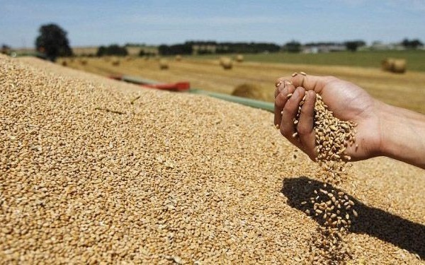 الحكومة تتفق مع مهنيي الحبوب على زيادة دمج القمح الوطني في إنتاج الدقيق والمعجنات