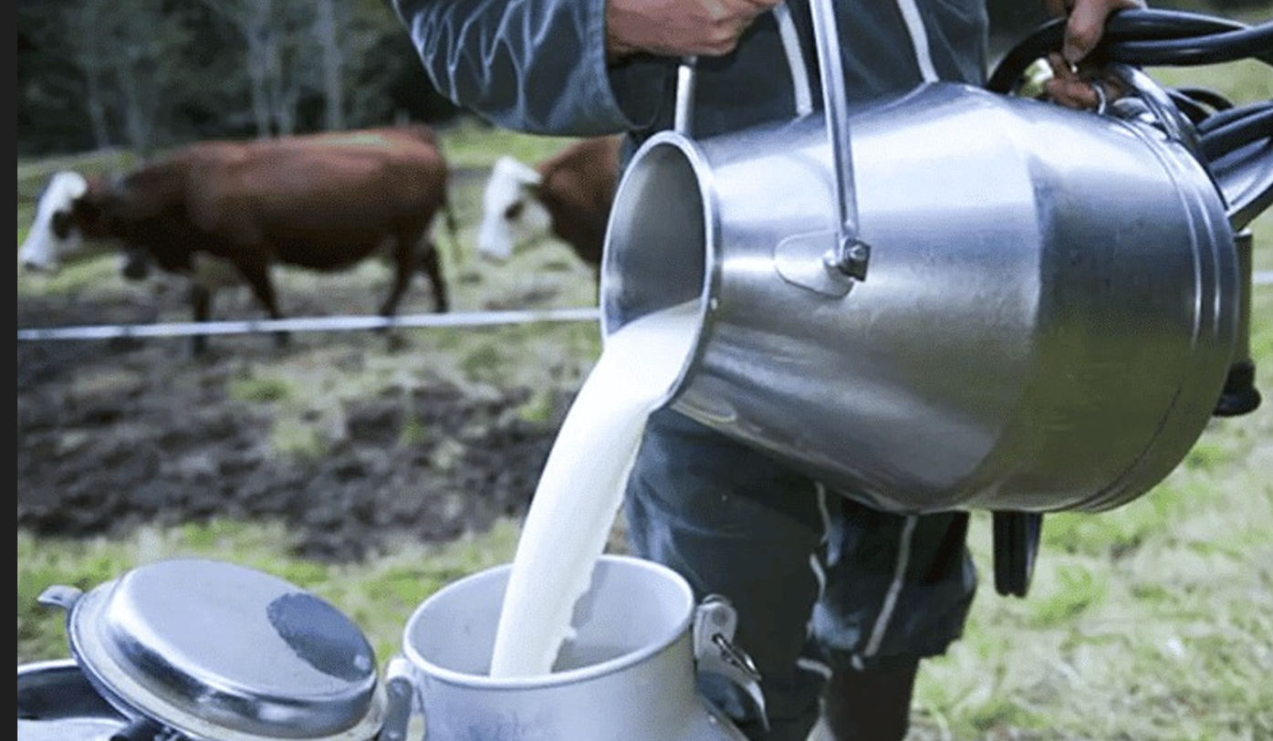 عقد برنامج يهدف لرفع إنتاج الحليب إلى 3.5 ملايير لتر بحلول 2030 وتقليص البيع المتجول