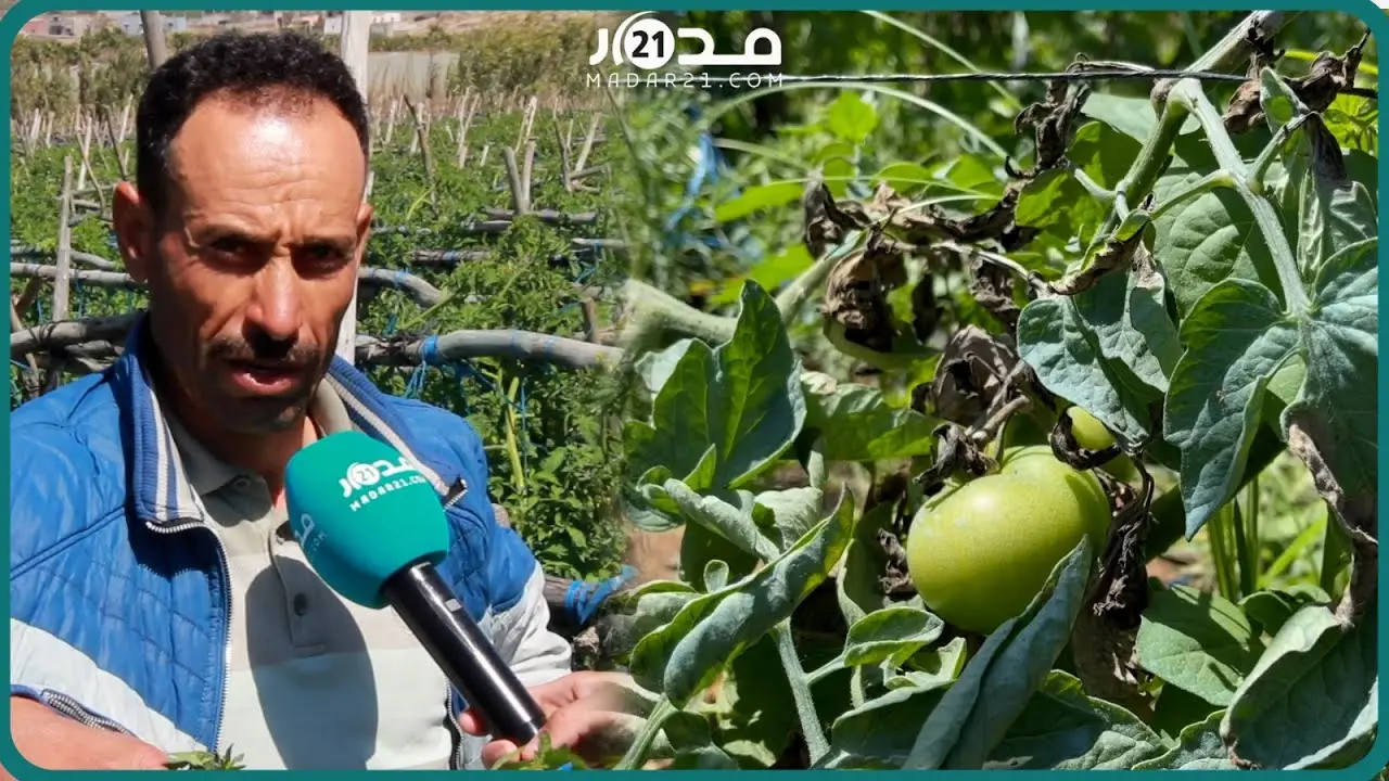مرض نادر يهدد برفع أسعار الطماطم لأثمنة خيالية وفلاحون: الله غالب كل الأدوية لم تنفع