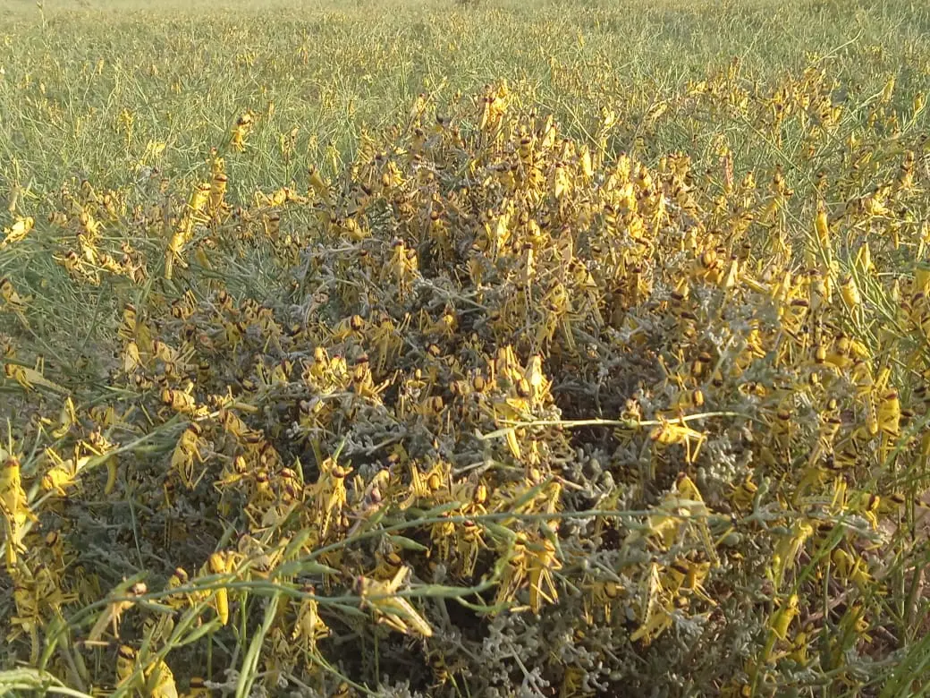 السلطات تستنفر طائرات لمواجهة اجتياح الجراد بإقليم طاطا وتطالب السكان بإخلاء المنطقة 15 يوما