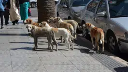 مخاوف برلمانية من إرهاق الجماعات الترابية بتنزيل قانون الحيوانات الضالة