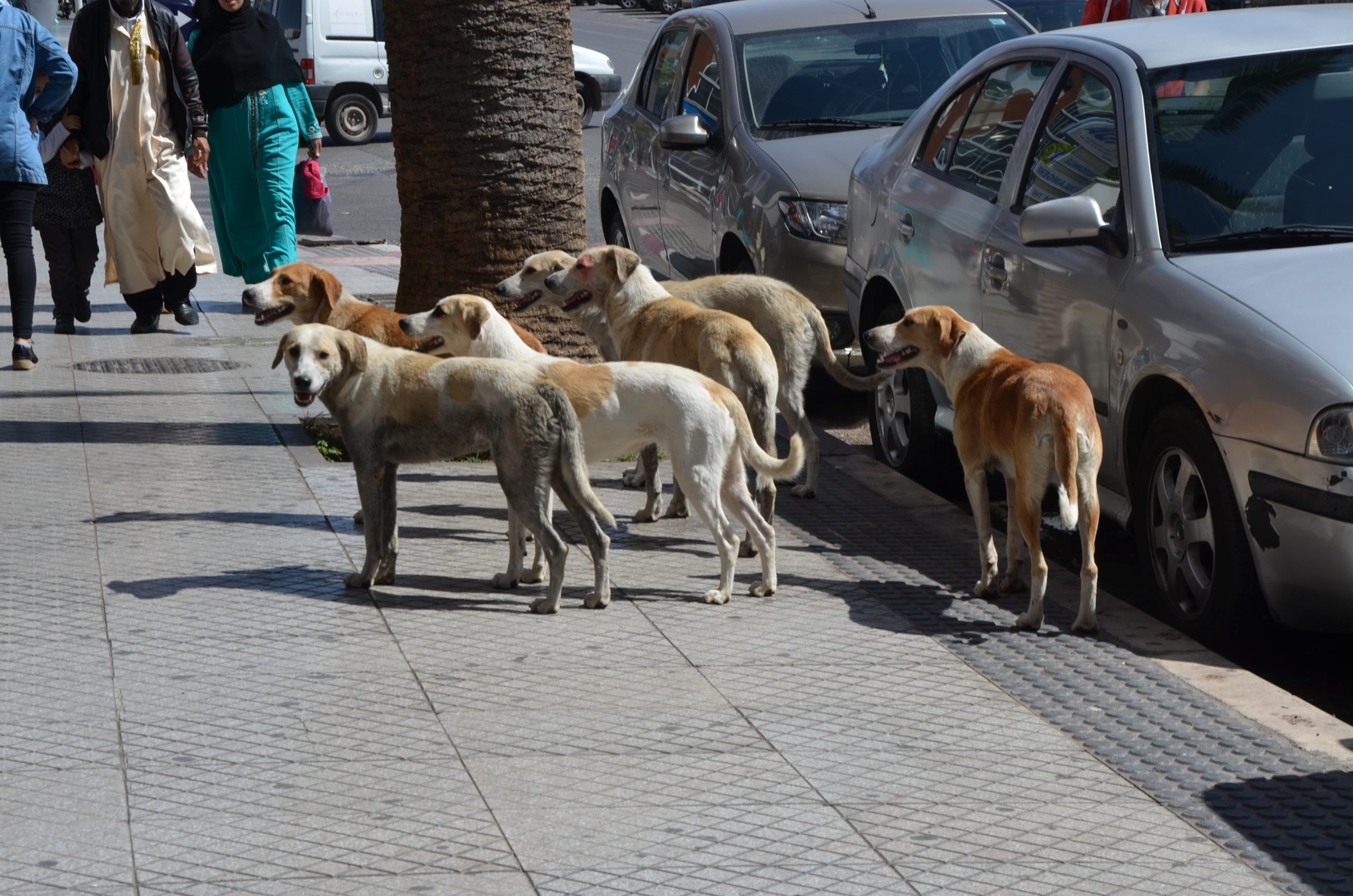 “الكلاب الضالة”.. ظاهرة تئن تحت وطأتها المدن المغربية وفاعلون يدعون لبناء المزيد من المآوي