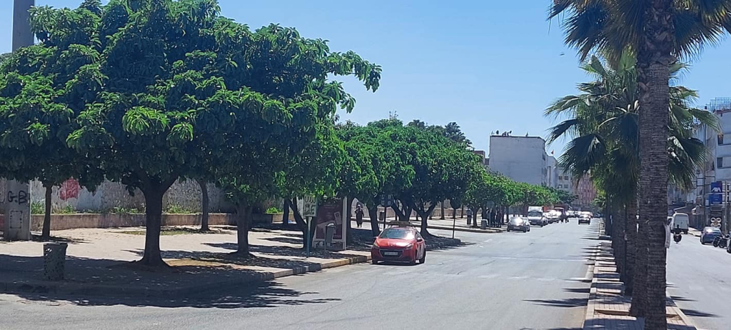 عريضة ضد “التنخيل العشوائي” تواصل جمع التوقيعات وبلمقدم: راسلنا الرميلي والمنصوري لإنقاذ المدن
