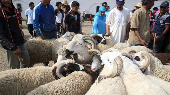 تتبع يومي للأسواق بيع الأضاحي بإقليم الحسيمة