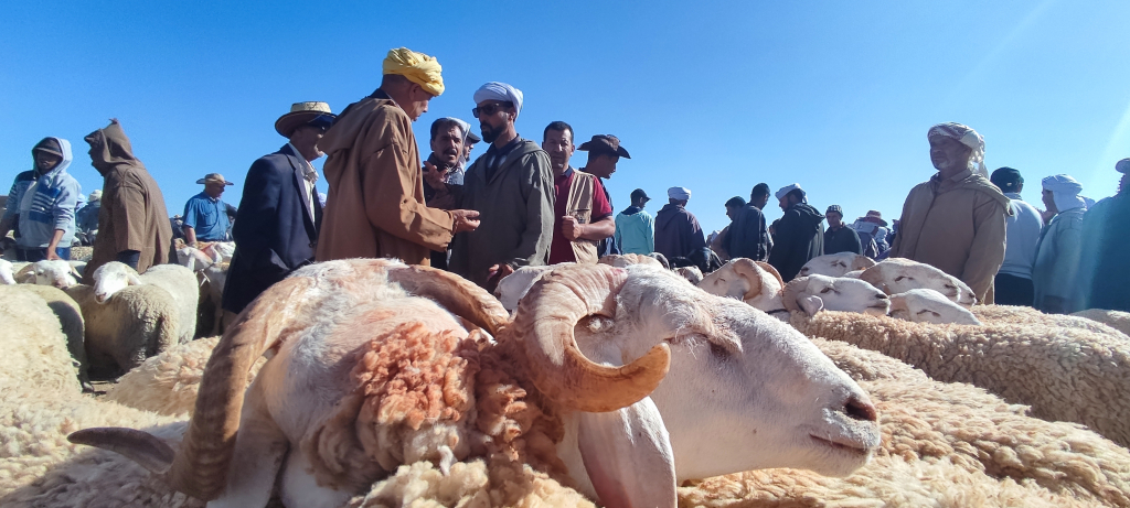 عيد الأضحى.. مهنيون يطمئنون المغاربة: “الاستيراد يمكن أن يغطي الخصاص”