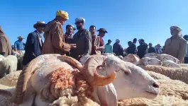 حركية دؤوبة بأسواق سيدي إفني قبيل عيد الأضحى