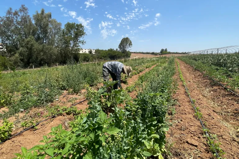 الزراعة العضوية بالمغرب.. طموح لرفع المساحات المزروعة ومضاعفة الإنتاج