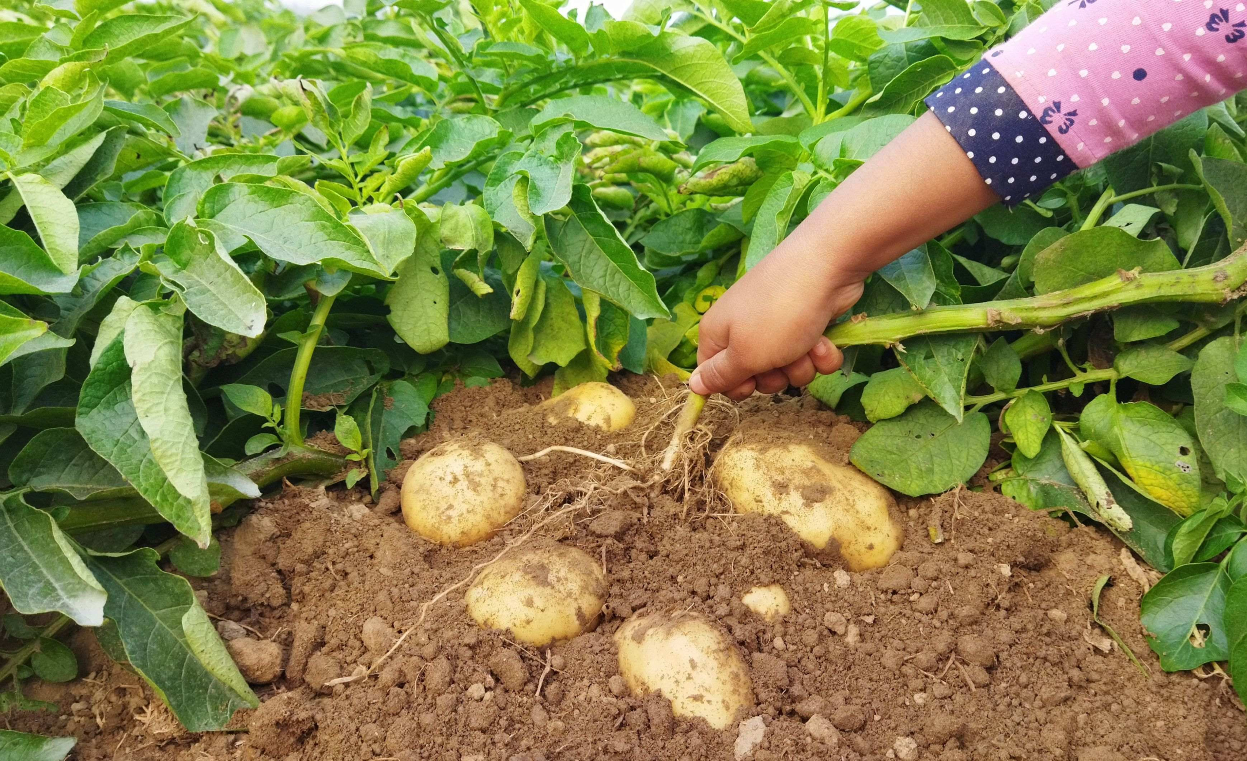 المغرب يُنفق 40 مليون دولار على استيراد بذور البطاطس