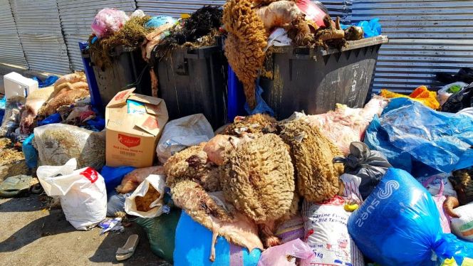 جمع أكثر من 1700 طن من النفايات بتازة في العيد