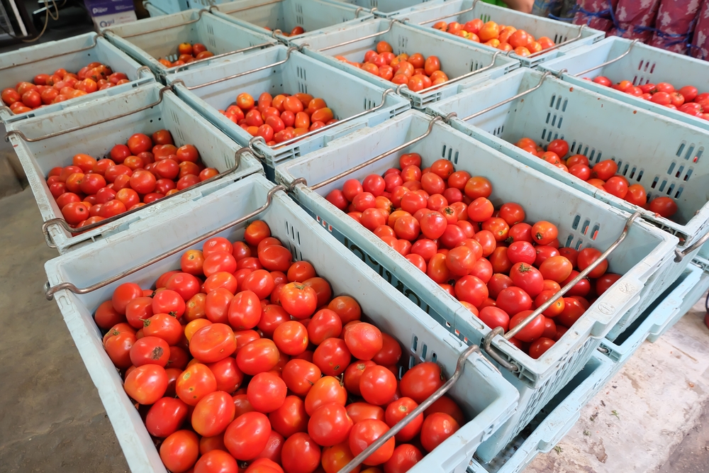 المغرب يتدارس إعادة تقييد تصدير الطماطم ومهنيون: لسنا “حيط قصير”