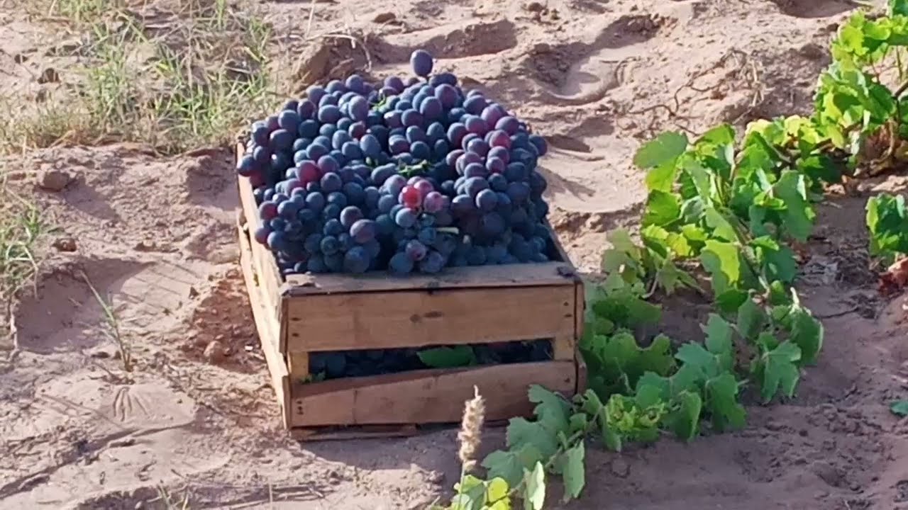 بسبب منتوجه الوفير وندرة التساقطات.. فلاحون مغاربة يحولون أنشطتهم إلى العنب الدكالي
