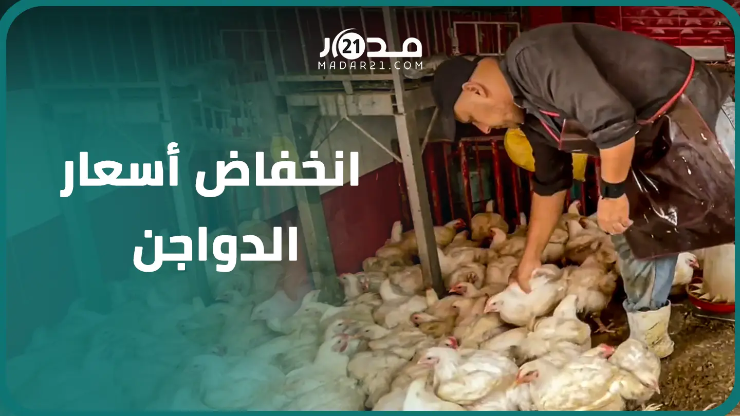 ربحهم لا يتجاوز 2 دراهم.. آراء متباينة لمهني قطاع الدواجن بالجديدة بعد انخفاض أسعار الدجاج بالأسواق