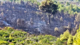 حرائق الغابات بالمغرب تتراجع بـ70% والجهة الشرقية الأكثر تضررا سنة 2023