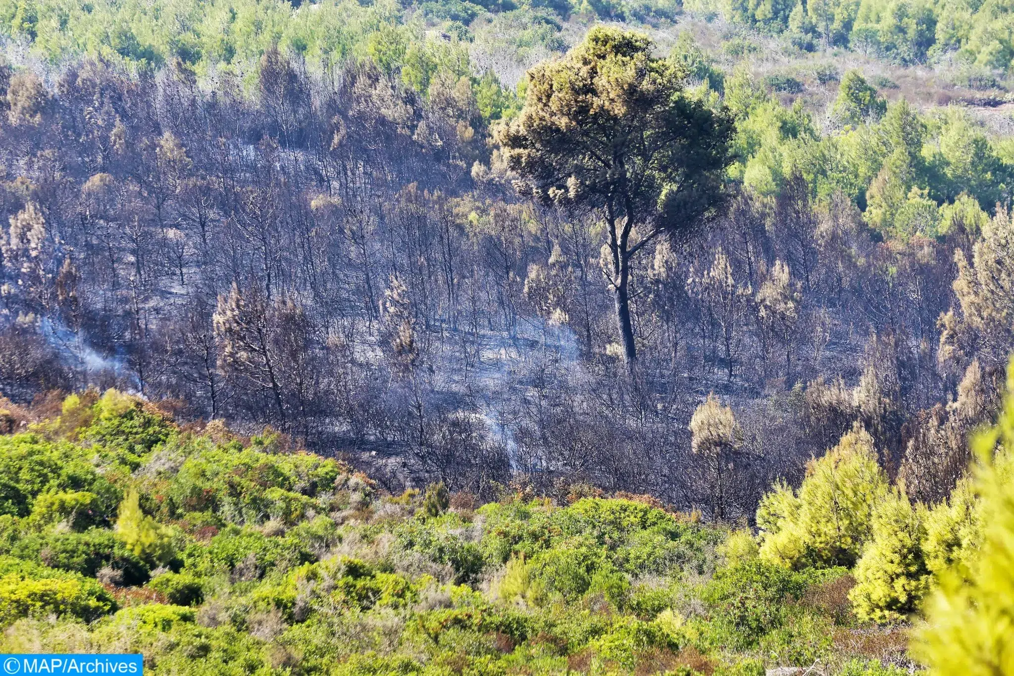 حرائق الغابات بالمغرب تتراجع بـ70% والجهة الشرقية الأكثر تضررا سنة 2023