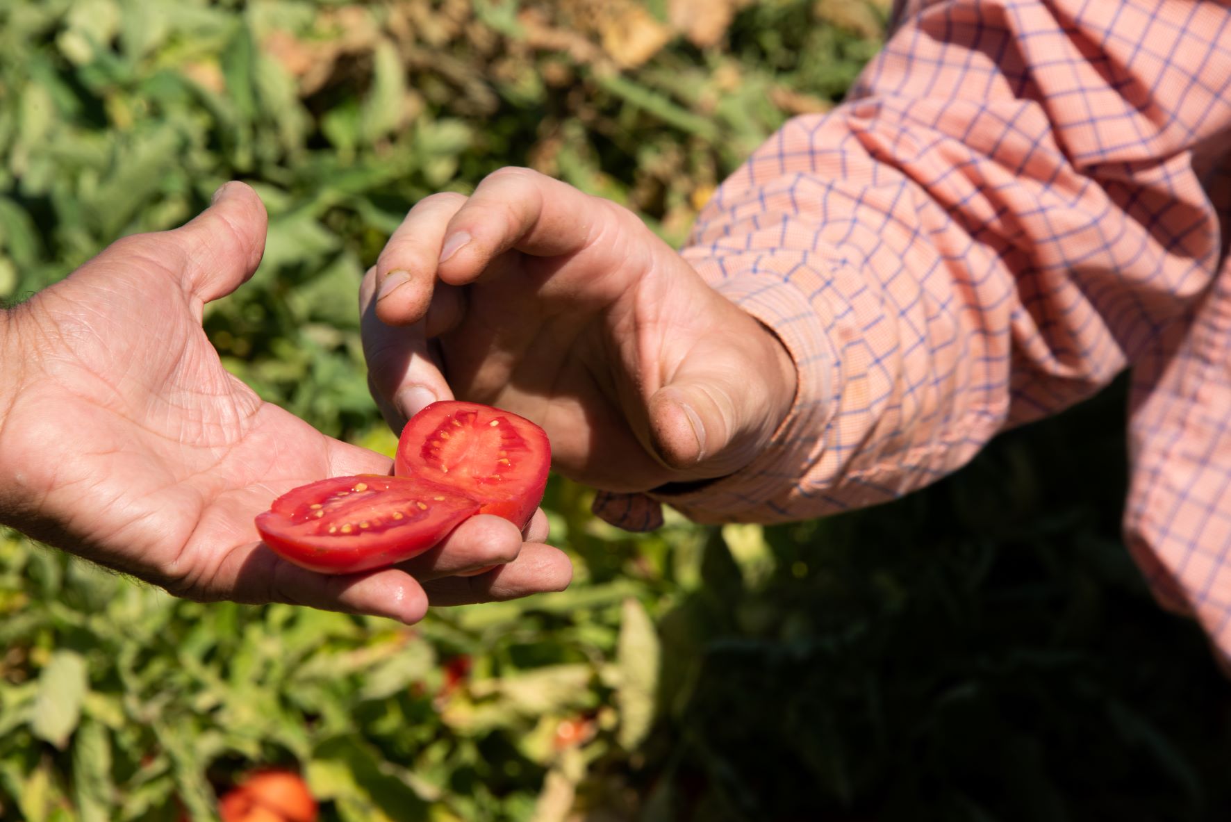 أبرزها الطماطم والفلفل.. تصدير الخضر يُدر على المغرب 5 مليارات دولار في ظرف سنتين