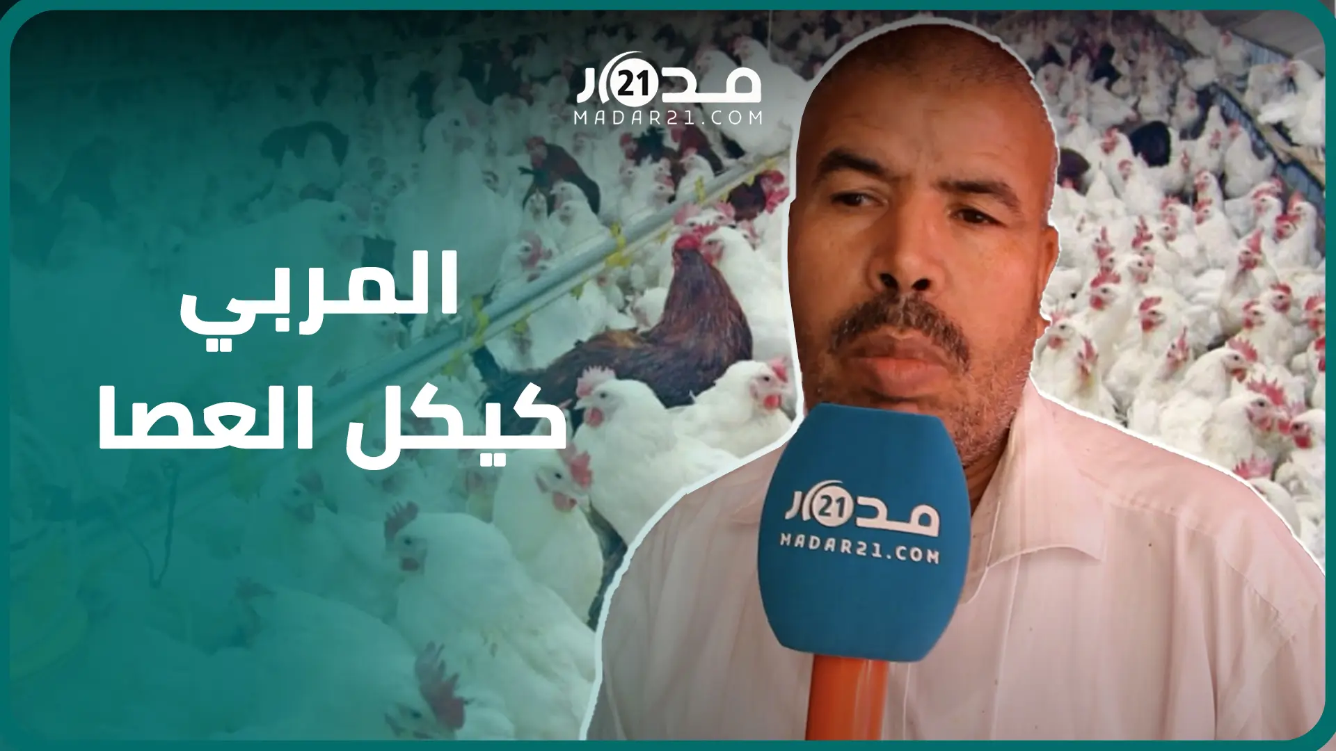 المربي كيكل العصا..مهنيو الدجاج يبررون أسباب التهاب الأسعار ويرمون كرة الغلاء بملعب الحكومة
