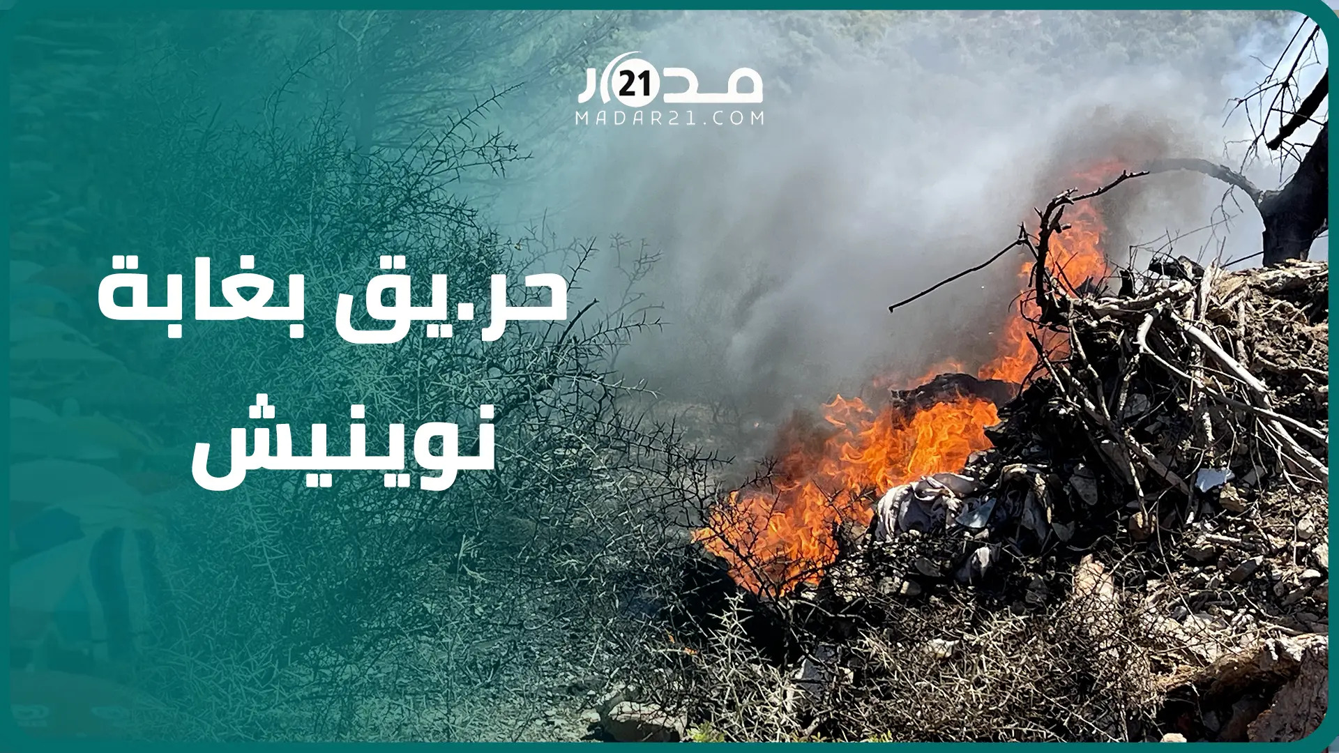 التهم أشجارا وحولها إلى رماد.. حر.يق بغابة نوينيش وهكذا تدخل رجال الإطفاء