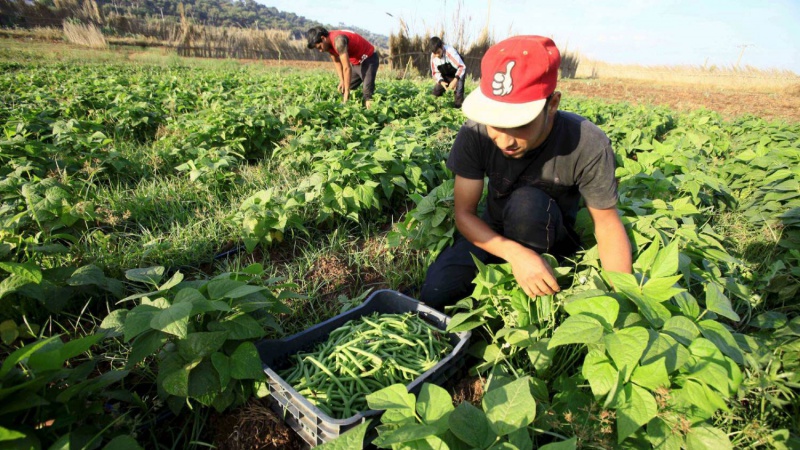 الزراعة البيوليوجة بالمغرب تصمد في وجه التحديات رغم قلة المردودية والأرباح