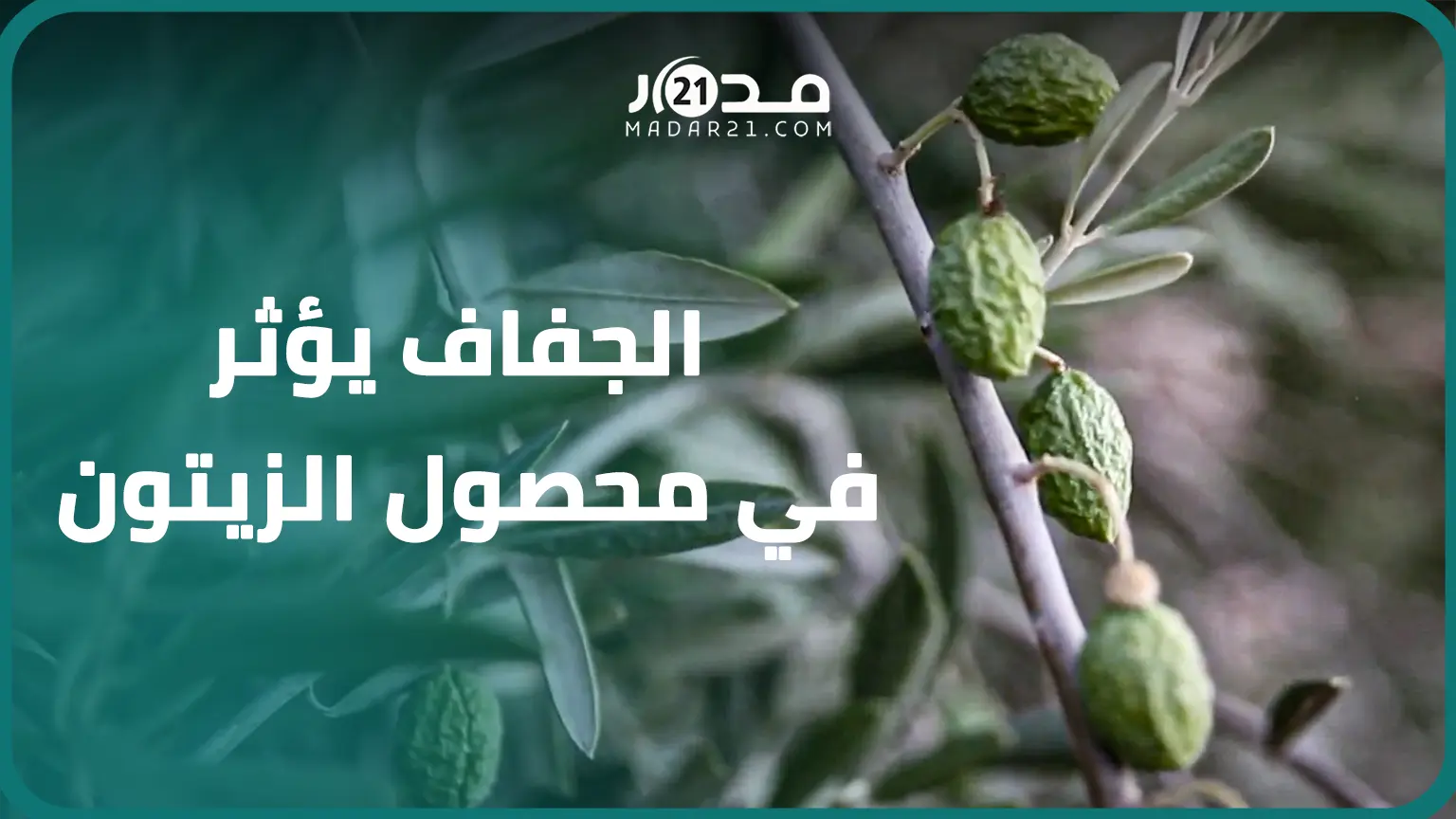 الجفاف يؤثر في محصول الزيتون وفلاحون يدقون ناقوس الخطر ويتوقعون التهاب الأسعار