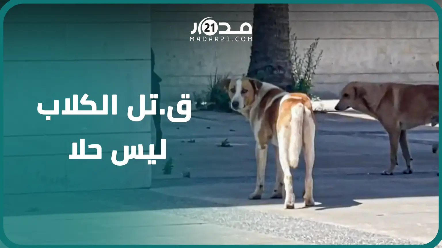 انتشار الكلاب الضالة بشوارع الجديدة يقلق المواطنين ودعوات للسلطات بعدم قت.لها وإحداث مرافق لإيوائها