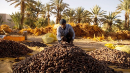 سوق التمور بالجملة بأرفود.. بداية موسم واعد وحركة تجارية تعكس وفرة المنتوج