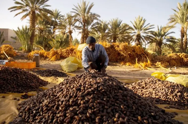 تمديد أيام الملتقى الدولي للتمر بأرفود