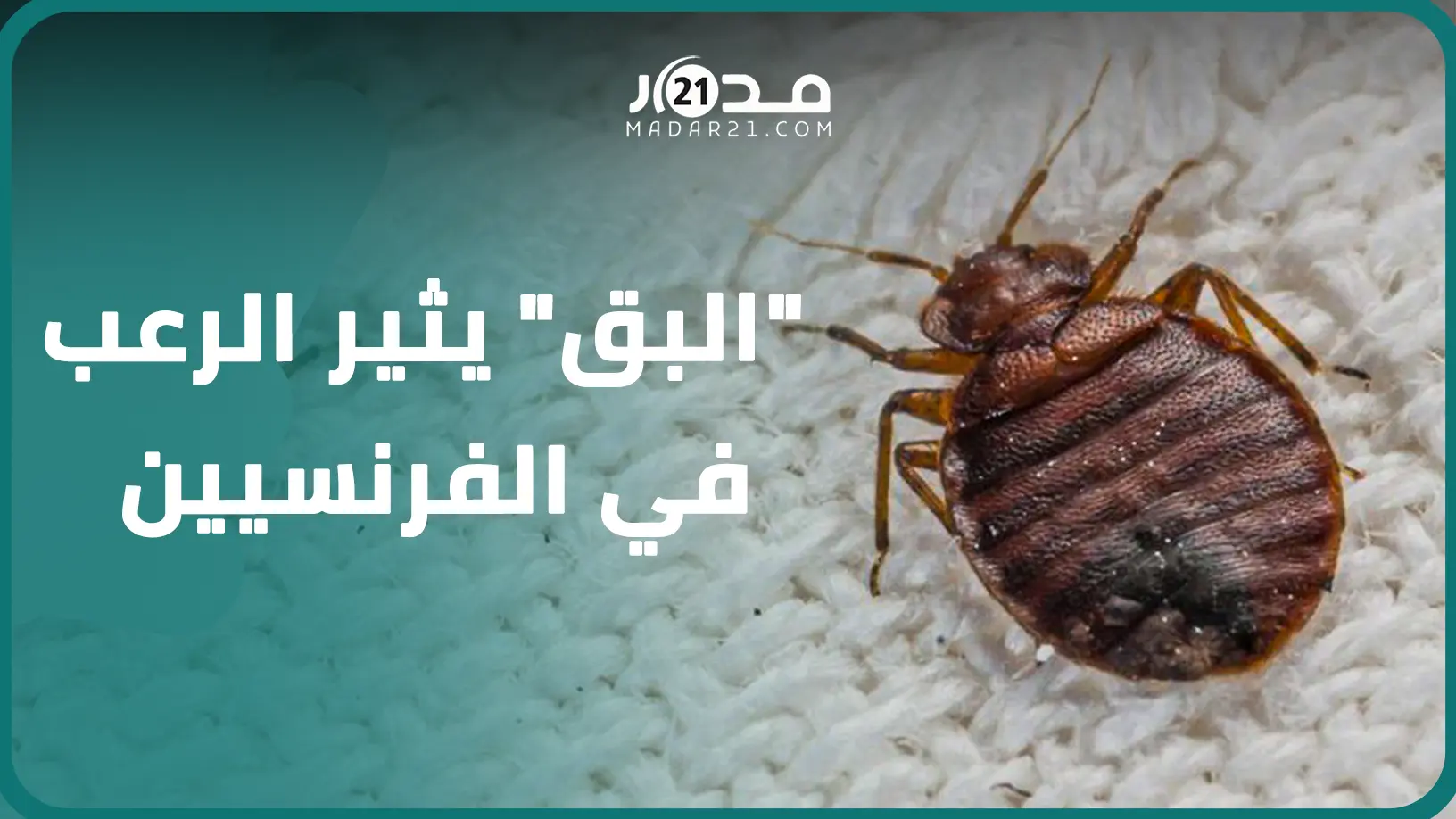 “البق” يثير الرعب في الفرنسيين
