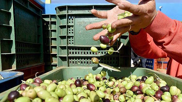 قرار حكومي يُمهّد لحظر تصدير الزيتون لمواجهة التهاب الأسعار بالأسواق المغربية