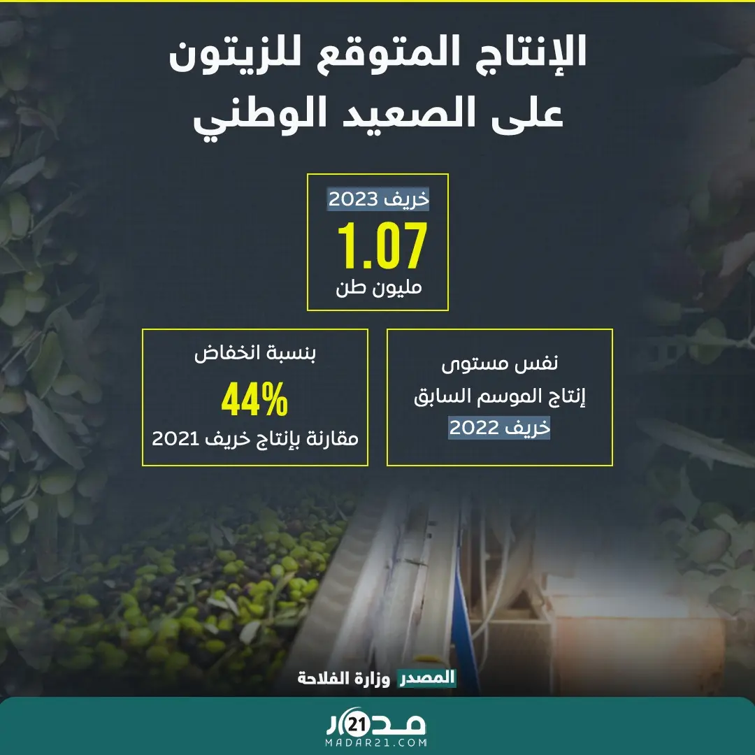 الإنتاج المتوقع للزيتون على الصعيد الوطني سنة 2023