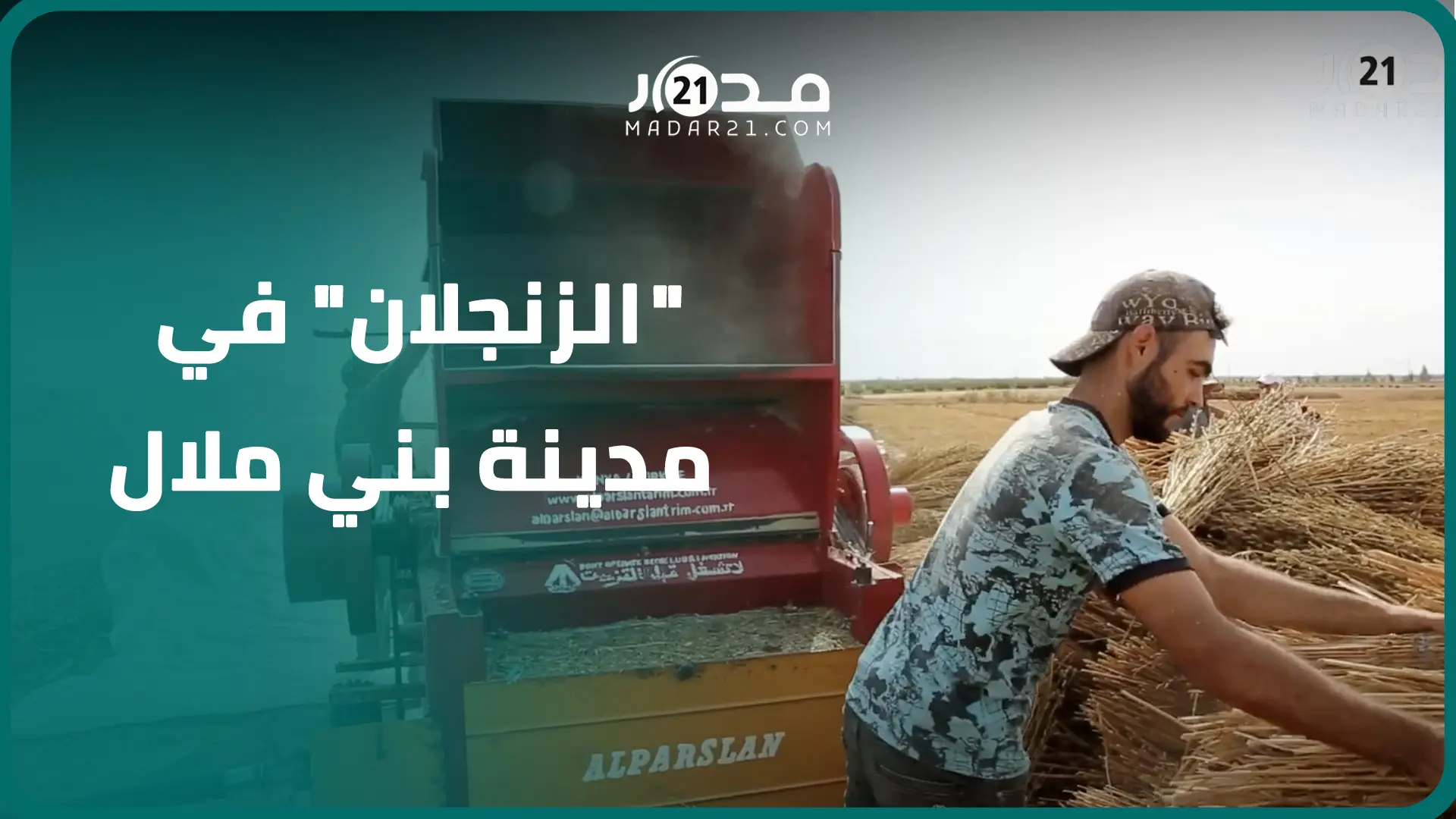 مدار21 تواكب حصاد السمسم “الزنجلان” في مدينة بني ملال