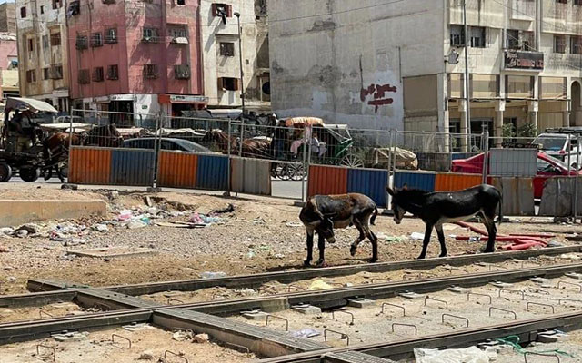 الرميلي تُفعل منع تجوال المواشي والدواب بشوارع البيضاء وتُقّيد تربية الحيوانات الأليفة