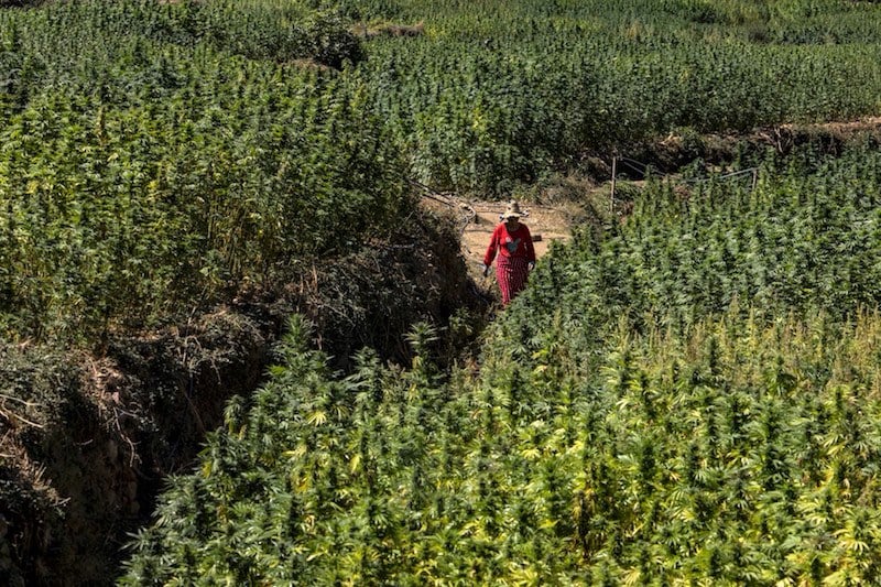 المغرب يقلص مساحة زراعة “الكيف” بـ77 بالمئة ويحجز أطنانا من المخدرات المهربة