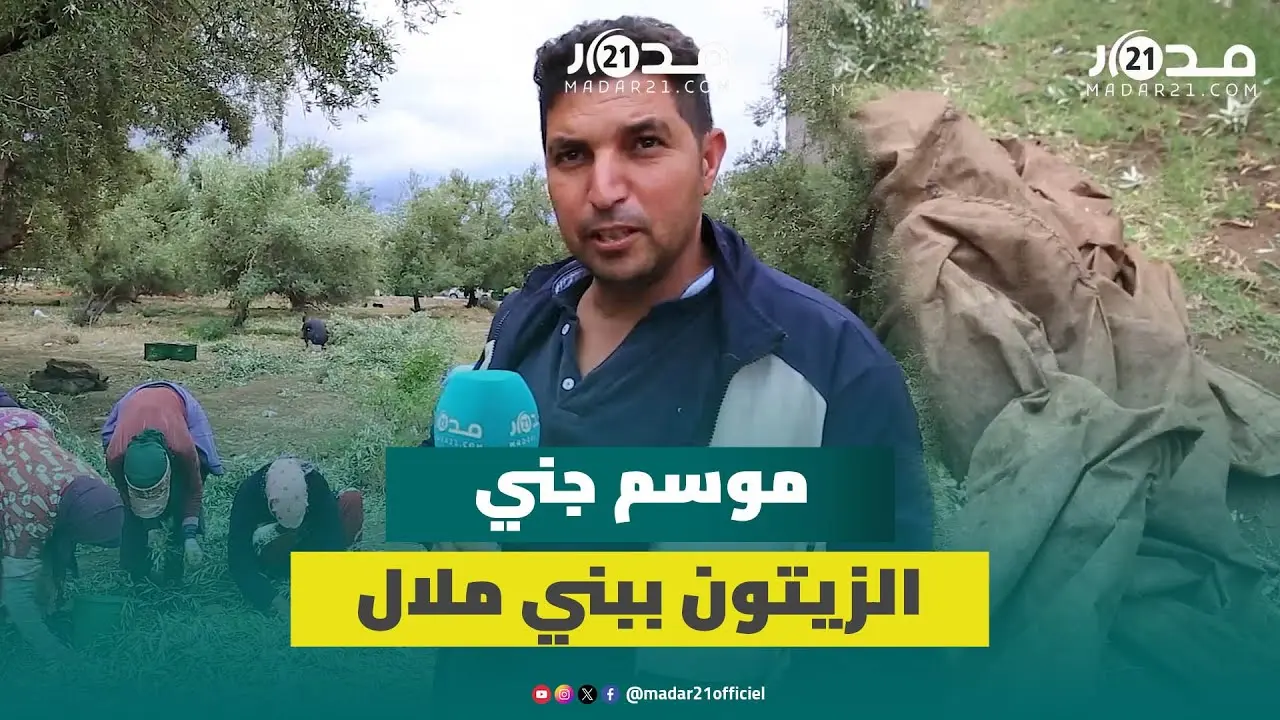 طقوس جني الزيتون ببني ملال وفلاح يؤكد: الجفاف سبب ارتفاع الأسعار ولتر واحد للزيت تصل كلفته 80 درهما