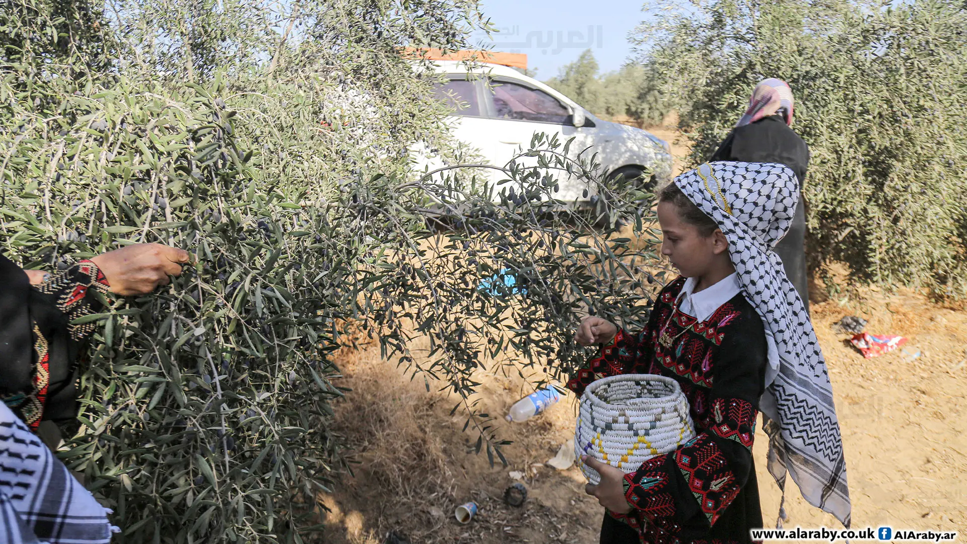 بدعم وكالة بيت مال القدس.. استمرار قطاف الزيتون بالقدس