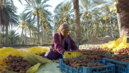الملتقى الدولي للتمر يراهن على الابتكار والاستثمار لتطوير سلسلة النخيل