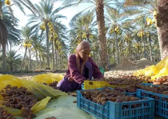 الملتقى الدولي للتمر يراهن على الابتكار والاستثمار لتطوير سلسلة النخيل
