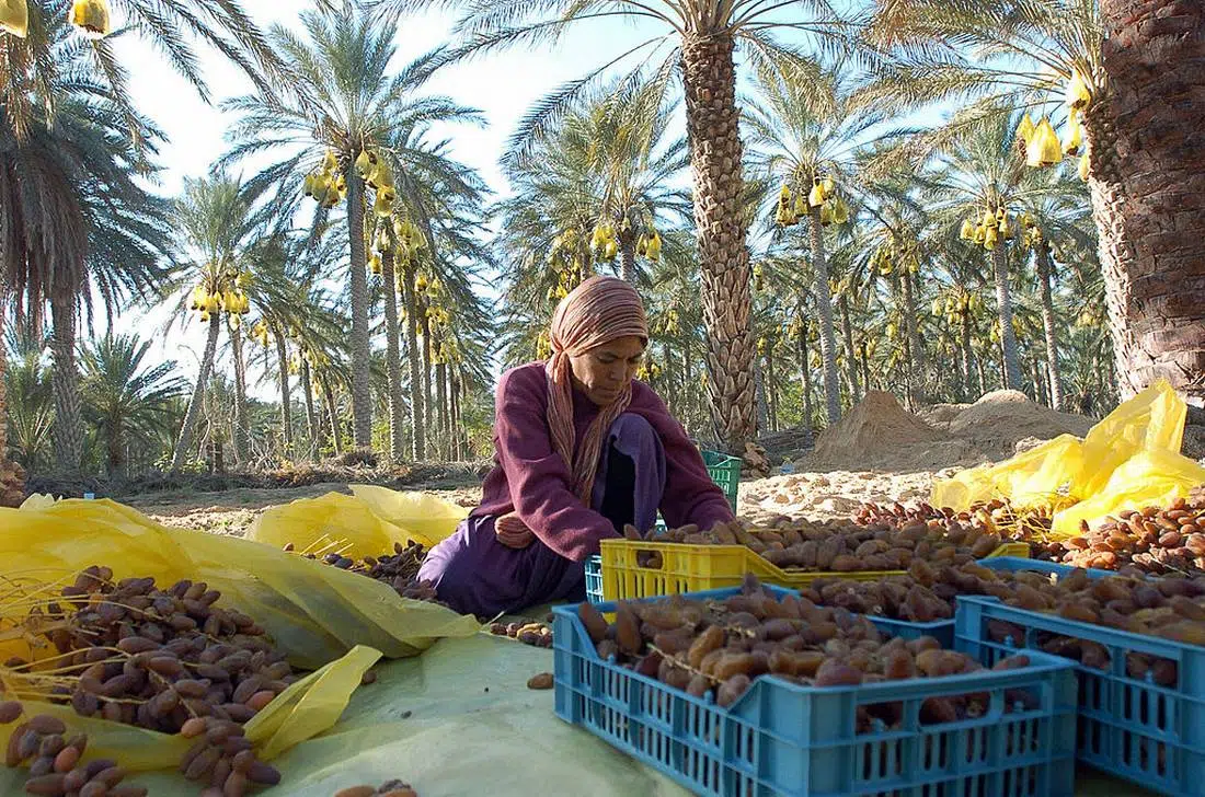 المغرب يضاعف إنتاج التمور 3 مرات لرفع الصادرات سنة 2030