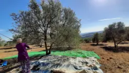 موسم الزيتون.. وفرة نسبية وغلاء اليد العاملة يطبعان انطلاق الجني بالمغرب