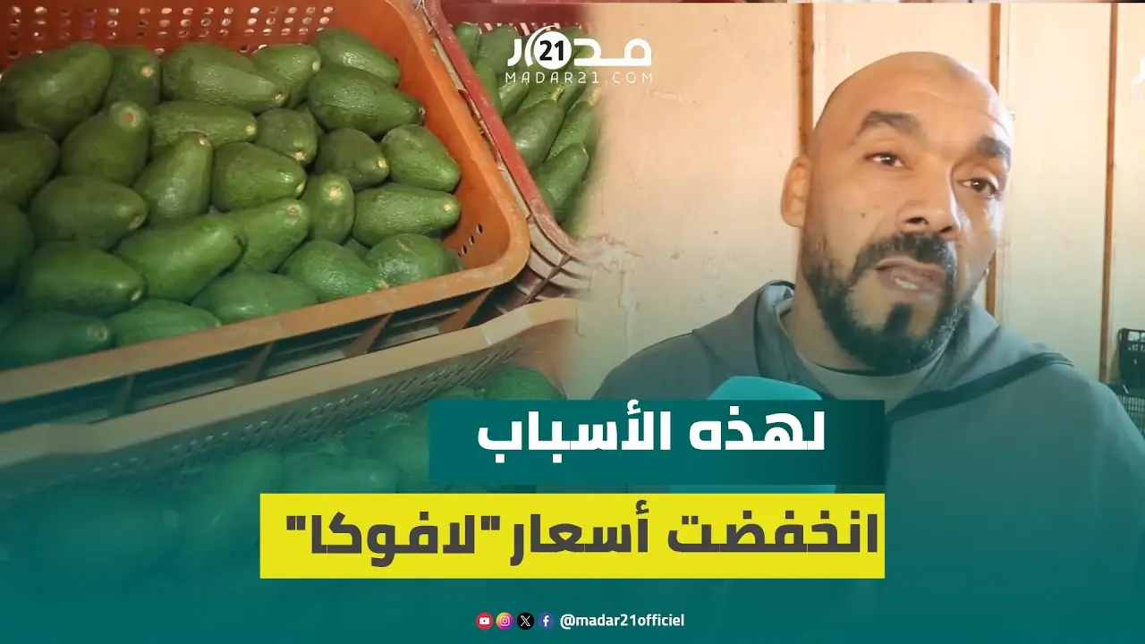 مهنيون يشرحون أسباب الانخفاض الكبير في أسعار “لافوكا” ويؤكدون أن الفلاح تضرر و”المليح داير الثمن”