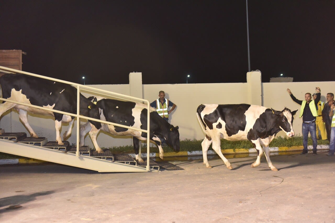 أونسا تنفي لـ”مدار21″ حظر استيراد الأبقار الأوروبية بسبب مخاوف صحية وتؤكد: العملية متواصلة