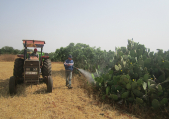 الجفاف يدفع فلاحين لزراعة صبار مقاوم للحشرة القرمزية بدل الحبوب بمنطقة دكالة