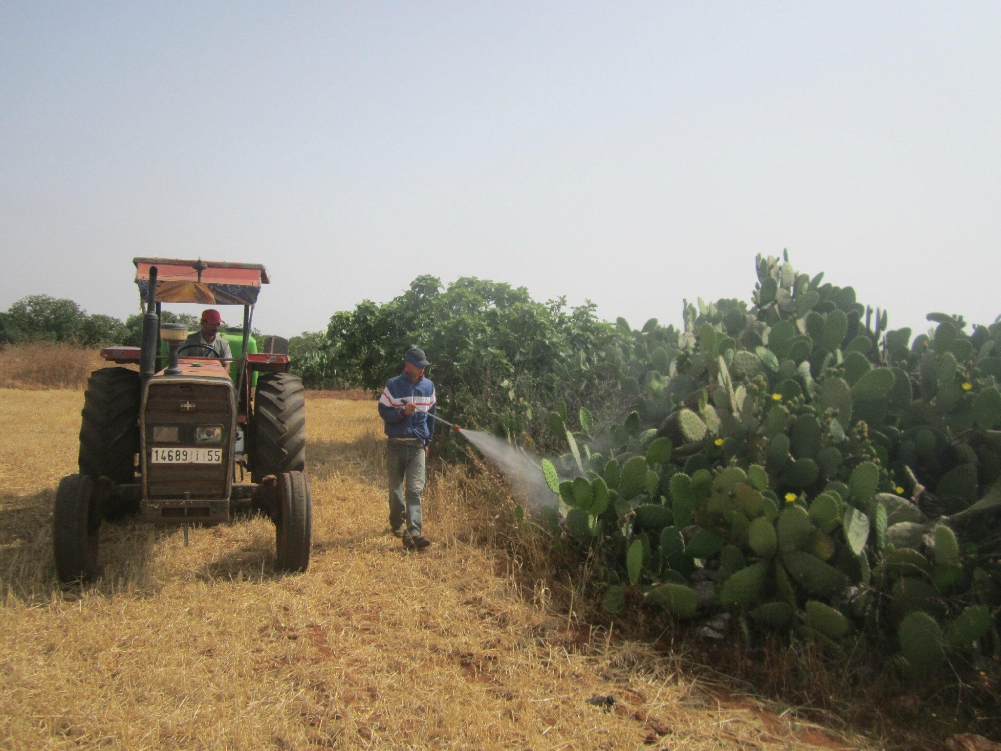 الجفاف يدفع فلاحين لزراعة صبار مقاوم للحشرة القرمزية بدل الحبوب بمنطقة دكالة