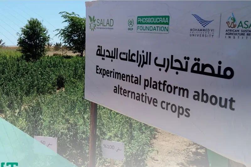فوسبوكراع التابعة لـOCP تكشف حصيلة عملياتها بالجهات الجنوبية