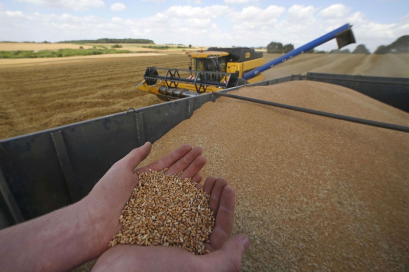 الفاو: محصول الحبوب للموسم 2023-2024 سيكون “قياسيا”